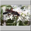 Vulgichneumon saturaturatorius - Schlupfwespe m123b 14mm - OS-Hellern-Waldwiese fdet02 det06.jpg